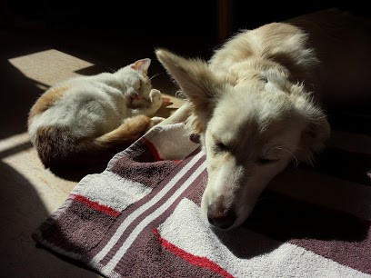 Pet doctors shirley cheap
